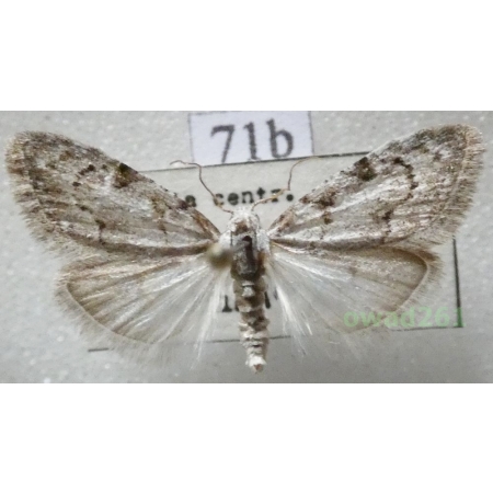 Nola confusalis (Herrich-Schäffer, 1847) Czech71b